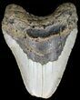 Bargain, Megalodon Tooth - North Carolina #49532-2